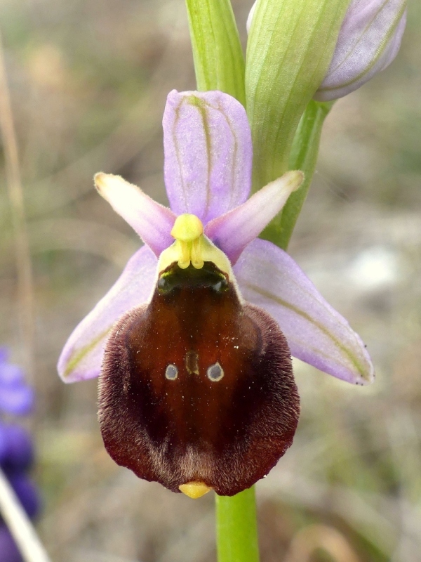 Ophrys crabronifera e la sua variabilit in alcune zone di Lazio e Abruzzo primavera 2018